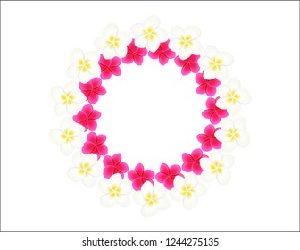 Plumeria flowers frame