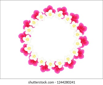 Plumeria flowers frame