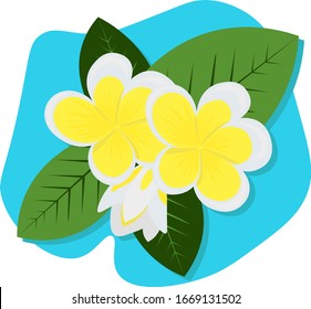 plumeria flowers with green leaves.  Bright summer frangipani illustration in flat style. Cute print for textile, parthy or room