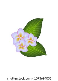 Plumeria flowers isolated