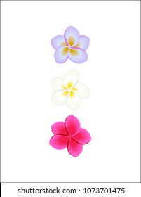Plumeria flowers isolated