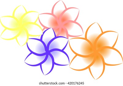 plumeria flowers isolated on a white background