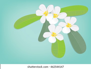 plumeria flowers with leaves  isolated picture on blue background