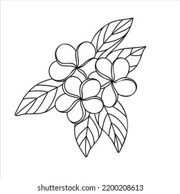 Plumeria flowers in line art drawing style, fragrant tropical plumeria (frangipani, jasmine) flowers. Black linear sketch isolated on white background.