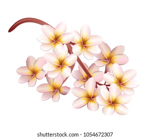 Plumeria flowers. Realistic vector illustration.