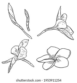 Plumeria flowers set. Exotic tropical jungle floral collections for decoration and pattern making. Caribbean, outside plants heads, open blooms. Line hand drawing style art. Vector.