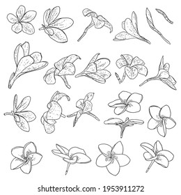 Plumeria flowers set. Exotic tropical jungle floral collections for decoration and pattern making. Caribbean, outside plants heads, open blooms. Line hand drawing style art. Vector.
