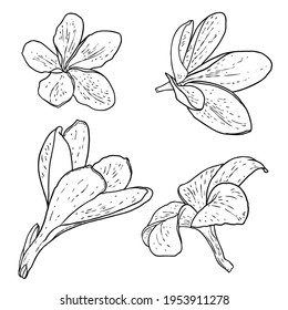 Plumeria flowers set. Exotic tropical jungle floral collections for decoration and pattern making. Caribbean, outside plants heads, open blooms. Line hand drawing style art. Vector.