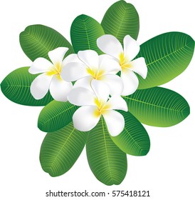 Plumeria flowers vector
