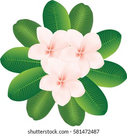Plumeria flowers vector