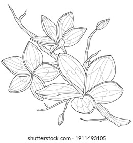 Plumeria flowers.Coloring book antistress for children and adults. Zen-tangle style.Black and white drawing.Hand draw