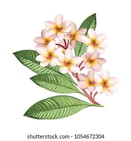 Plumeria (frangipani) branch with pink flowers. Hand drawn realistic vector illustration.