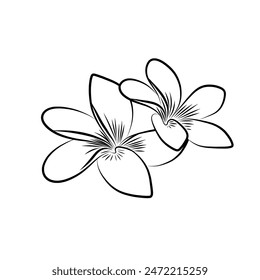 Plumeria Frangipani Zeichnungslinie Kunst, tropische Bali Blume Illustration