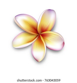 Plumeria, frangipani flower, 3d vector flower illustration. frangipani isolated on white.