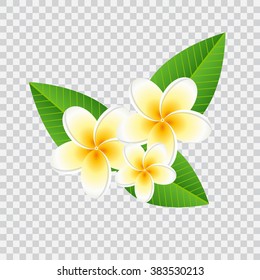 Plumeria frangipani flower with green leaves on checked background