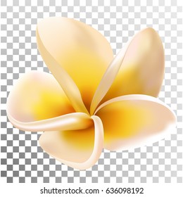 Plumeria or Frangipani Flower Vector Illustration. Transparency grid texture background. Tropical flowering plant, tree blossom. Caribbean or hawaiian flower, SPA symbol.