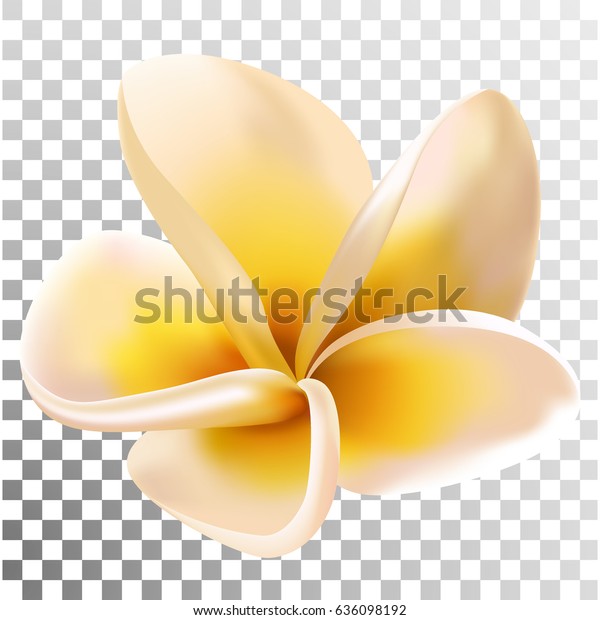 プルメリアまたはフランギパニの花のベクターイラスト 透明グリッド テクスチャ背景 熱帯の開花植物 木が咲く カリブ海またはハワイの花 Spaのシンボル のベクター画像素材 ロイヤリティフリー