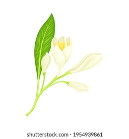 Plumeria or Frangipani Flower with White Oval Petals and Lanceolate Leaf Growing on Green Stem Vector Illustration