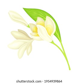 Plumeria or Frangipani Flower with White Oval Petals and Lanceolate Leaf Growing on Green Stem Vector Illustration