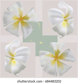 Plumeria or frangipani flowers background pattern. Illustration vector