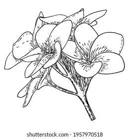 Plumeria or frangipani flowers with leaves drawing. Hand drawn line art of decorative exotic tropical flowers, blooming and open buds, leaf on the twig. Vector.