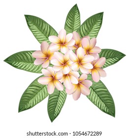 Plumeria (frangipani) flowers and leaves. Hand drawn realistic vector illustration.