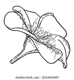 Plumeria or frangipani flowers with petals drawing. Hand drawn line art of decorative exotic tropical flowers, blooming and open buds. Vector.