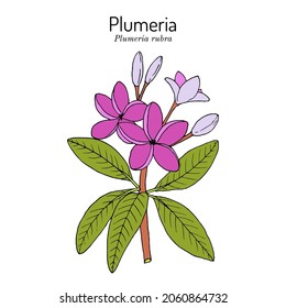 Plumeria, or frangipani (Plumeria rubra), medicinal plant. Hand drawn botanical vector illustration