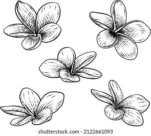 A Plumeria Or Frangipani Tropical Bali Flower In A Vintage Woodcut Etching Vintage Drawing Style