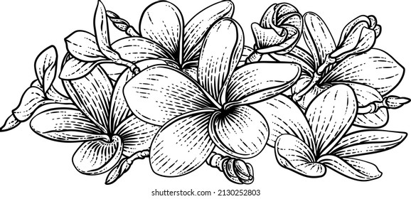 A Plumeria Or Frangipani Tropical Bali Flower In A Vintage Woodcut Etching Vintage Drawing Style