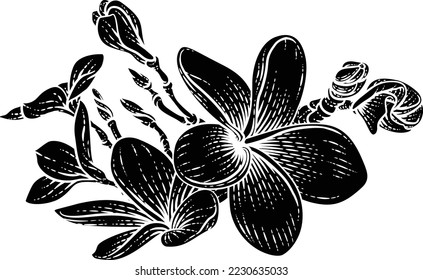 A Plumeria Or Frangipani Tropical Bali Flower In A Vintage Woodcut Etching Vintage Drawing Style