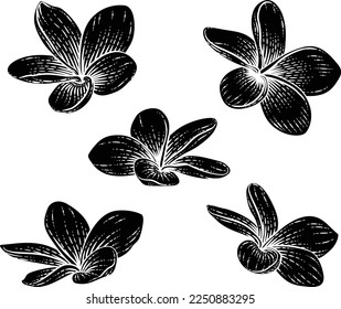 Une Plumeria Ou Fleur Tropicale De Bali Frangipani Dans Un Style Vintage De Tirage Vintage