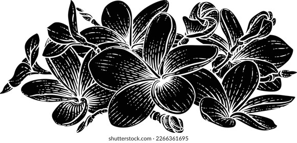 A Plumeria Or Frangipani Tropical Bali Flower In A Vintage Woodcut Etching Vintage Drawing Style