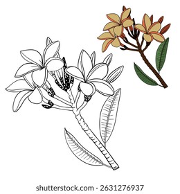 Plumeria frangipani tropical exotic flora outline drawin. Hawaiian nature botanical flower decoration plant