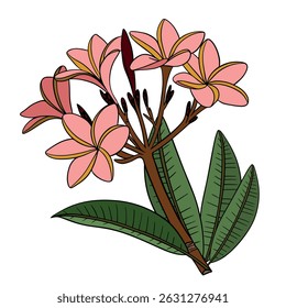 Plumeria frangipani tropical exotic flora outline drawin. Hawaiian nature botanical flower decoration plant