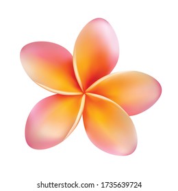 Plumeria. Frangipani. Tropical flower. Pink. Isolated. Exotic.