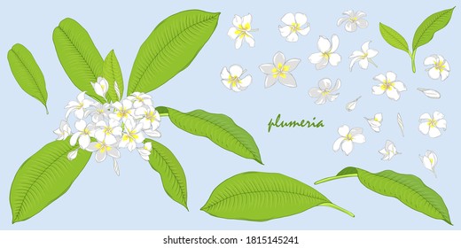 Hojas y flores plumerias, conjunto de elementos y composición, ilustración vectorial