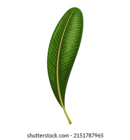 Plumeria leaves or frangipani leaf. Tropical leaves vector illustration.