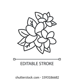 Plumeria linear icon. Exotic flower. Nature of Indonesian jungles. Tropical plant. Blossom of frangipani. Thin line illustration. Contour symbol. Vector isolated outline drawing. Editable stroke