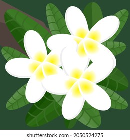 Plumeria is national flower of Laos. It has yellowish white flowers and green leaves.