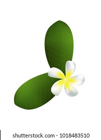 Plumeria on white background