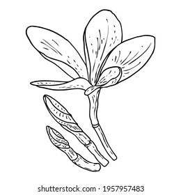 Plumeria open buds. Traditional Hawaii tropical necklace or neck wreath flower design element. Welcome invitation decoration. Drawing line art from real Plumeria. Vector.