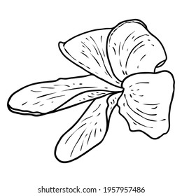 Plumeria open buds. Traditional Hawaii tropical necklace or neck wreath flower design element. Welcome invitation decoration. Drawing line art from real Plumeria. Vector.