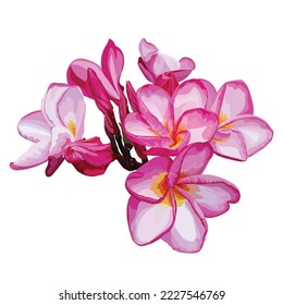 Plumeria pink flower isolated on white background vetor illustration