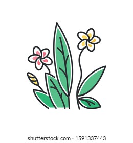 Plumeria pink and yellow color icon. Exotic region flowers. Flora of Indonesian jungles. Small tropical plants. Blossom of frangipani with leaves. Nature of Bali. Isolated vector illustration