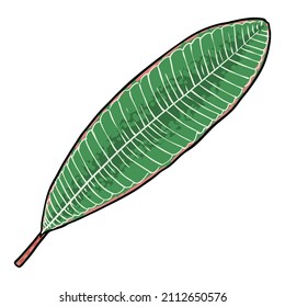Plumeria plant leaves. Exotic tropical jungle floral plumeria leaf for decoration and pattern making. Caribbean green plant twig hand drawing style art. Vector. 