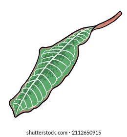 Plumeria plant leaves. Exotic tropical jungle floral plumeria leaf for decoration and pattern making. Caribbean green plant twig hand drawing style art. Vector. 