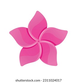 Plumeria rubra tropical flower isolated illustration. Vector frangipani design of pink hawaiian asian flower. Beautiful summer blossom