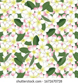 Plumeria sin fisuras blanco, rosa, flor amarilla, hojas verdes. Dibujo manual de dibujo de elemento de diseño gráfico vectorial para web, para impresión