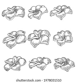 Plumeria set. Traditional Hawaii tropical necklace or neck wreath flowers design elements. Welcome invitation decoration. Drawing line art from real Plumeria, collection. Vector.